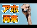 ダチョウは本当に奇跡のアホなのか？【バチクソニュース】
