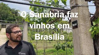 O único vinhedo na cidade de Brasília - Vinhedo Lacustre