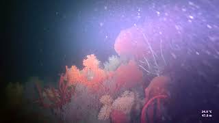 Tec 50-3 DIVING OUT OF TEMPLE ADVENTURES PONDICHERRY INDIA, tec50. Instructor :CDWalter Schmit