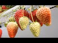The Success Of Strawberry Farming Japan Part 2 | Sweet Red Strawberry Japanese Agriculture