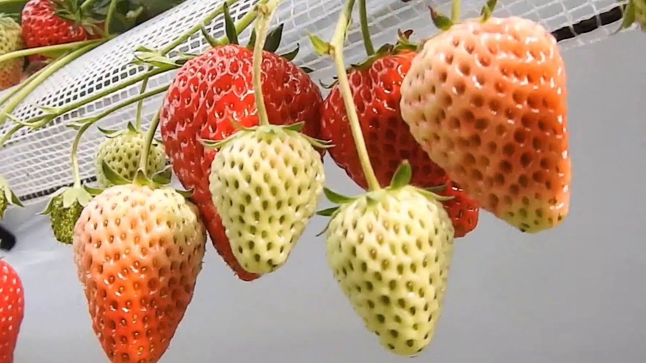 The Success Of Strawberry Farming Japan Part 2 Sweet Red Strawberry