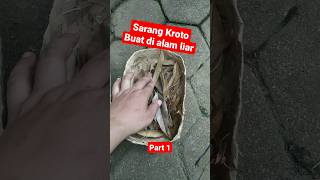 Cara buat sarang semut kroto yang ada di alam liar (part l) #viral #trending #shorts