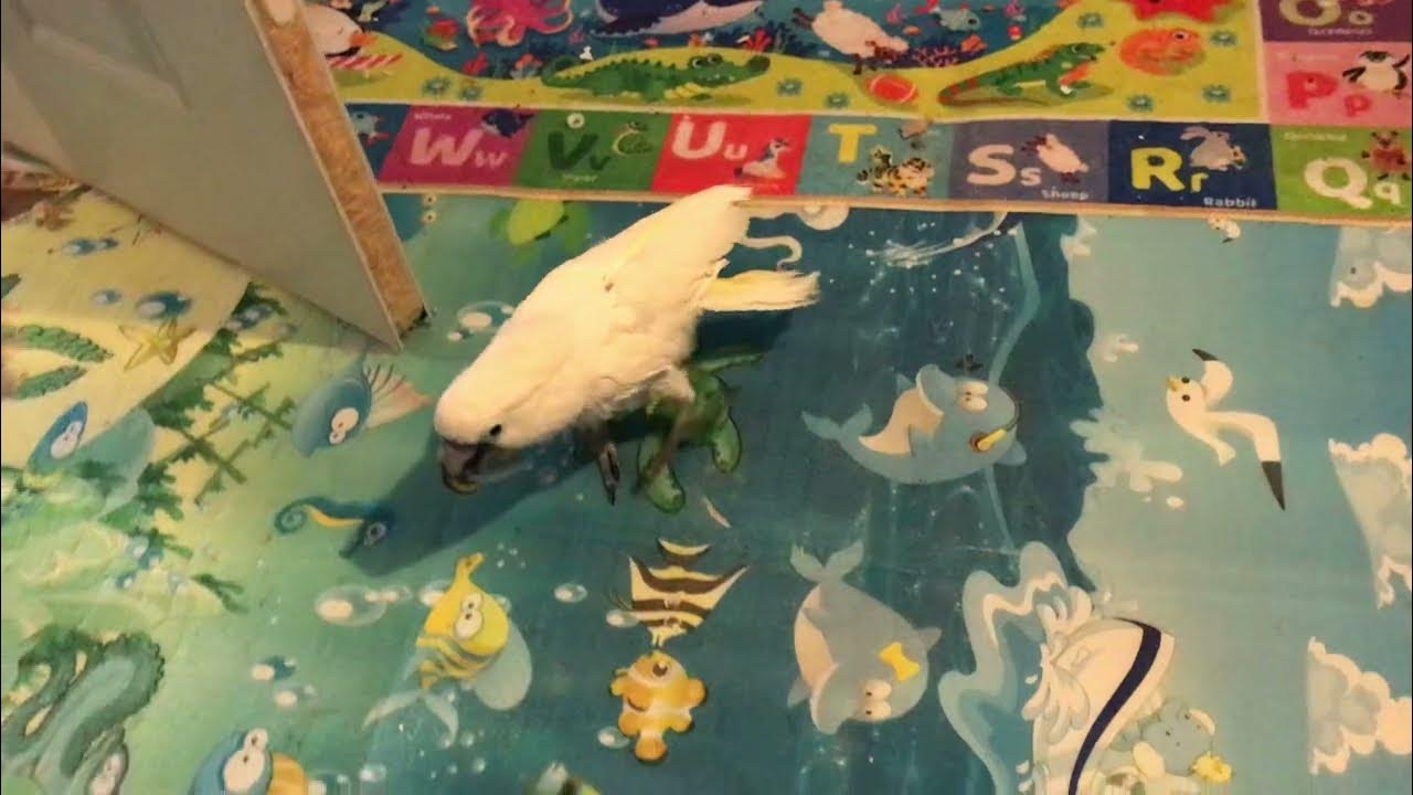 cockatoo-stories-waking-up-with-benji-youtube
