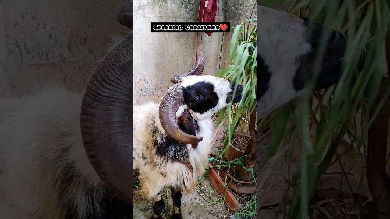 Hyderabad Sipahi 😯👌Marcharla Nasal ka Menda Bohot hi Bade Size me.