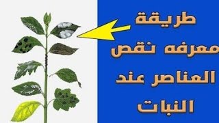 أعراض نقص العناصر علي النباتات