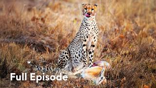 500,000 Babies Born Into a Killing Ground | Nomads of the Serengeti 102