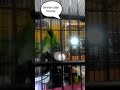 Cucakhijau Isian Murai Batu Kucing Dll Full Isian Mp3 - Mp4 Download