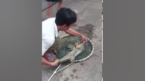 Tuấn Milo săn cá mè 5,15kg tại hồ câu công viên Lê Thị Riêng