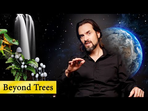 Wideo: Co to jest drzewo Geigera - dowiedz się więcej o uprawie drzewa Geigera