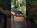 Este bloque se convierte en el mejor sustrato para tus plantas 🌱✨