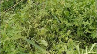 burung ruak ruak | mencari anak nya