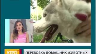 Перевозка домашних животных. Утро с Губернией. 25/06/2018. GuberniaTV Перевозка домашних животных. Утро с Губернией. 25/06/2018. GuberniaTV
