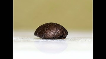 3D Stackshot Trial - A Coffee Bean