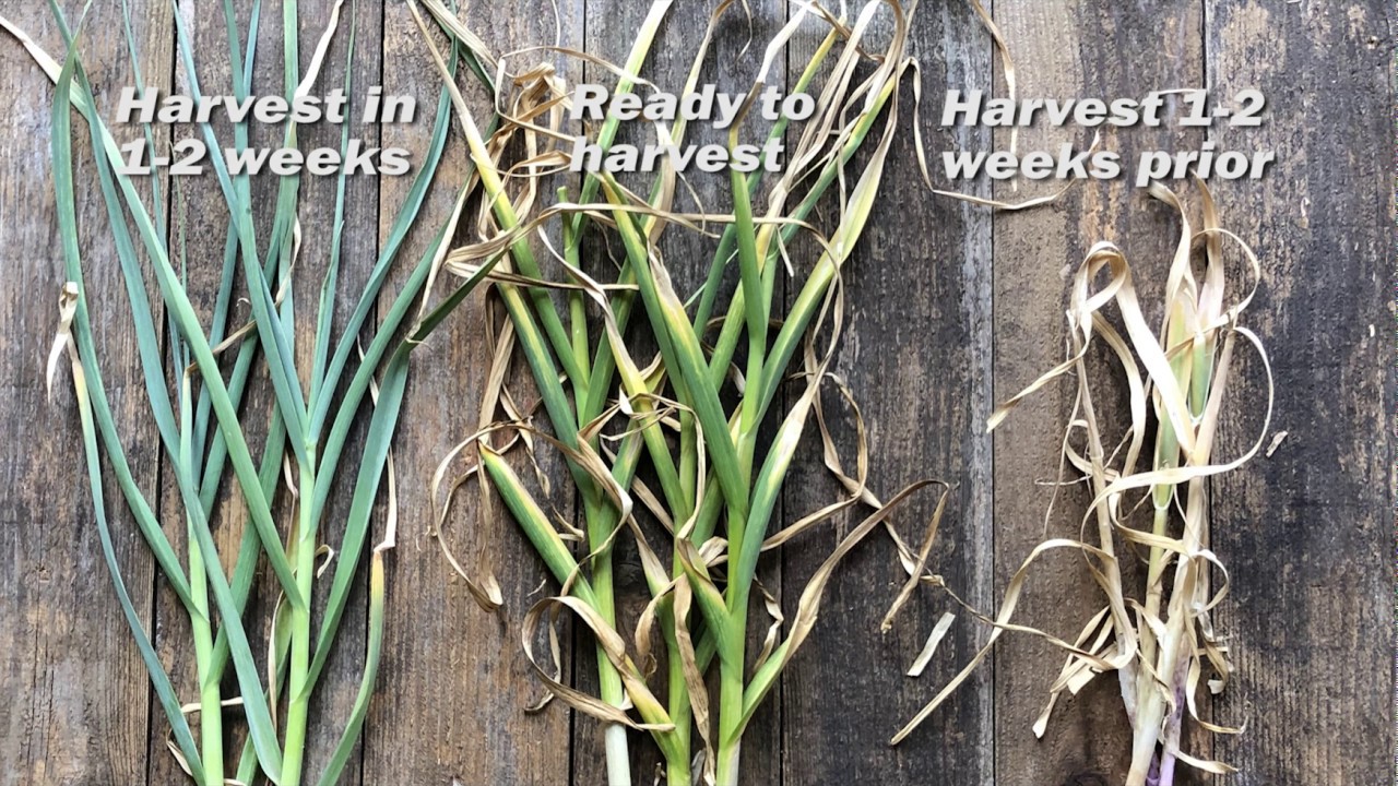 Garlic Harvest YouTube Garlic Harvest YouTube