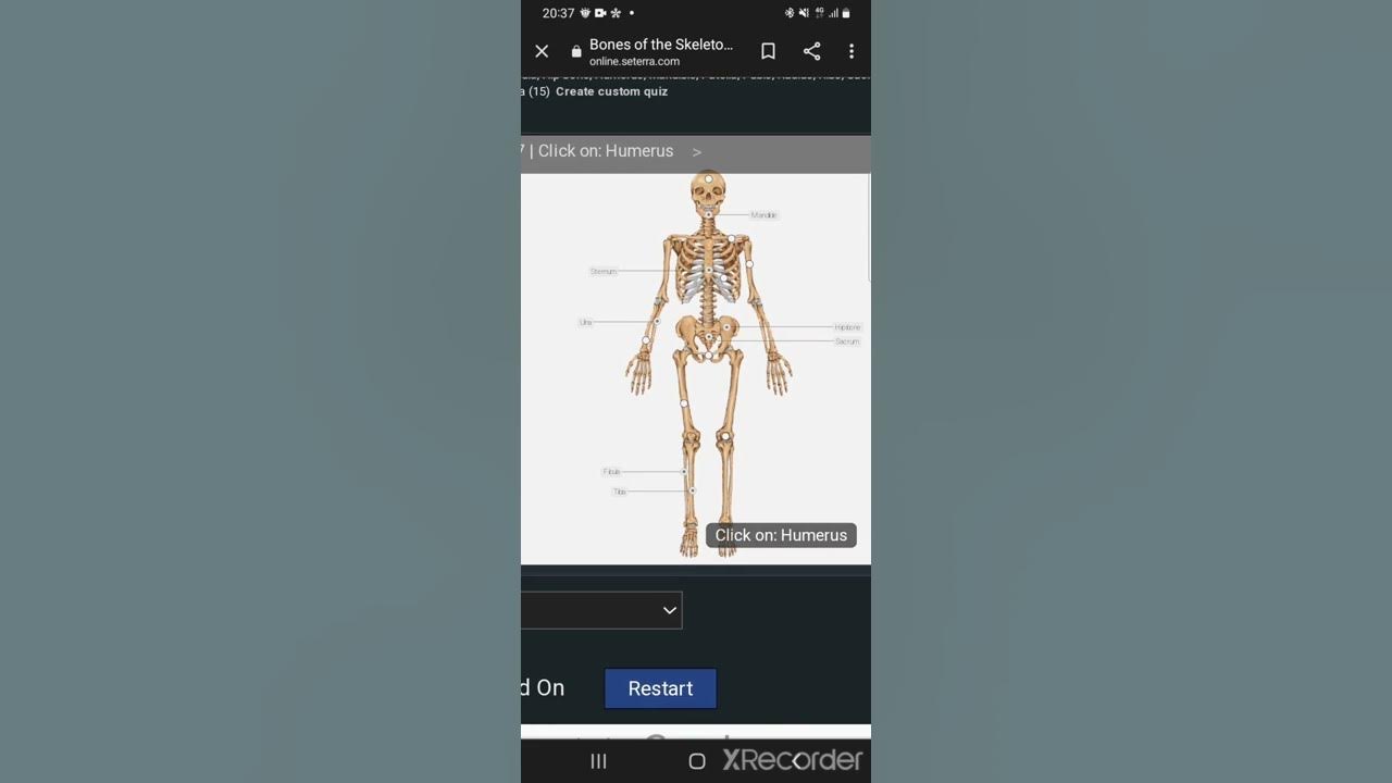 Seterra bones of the skeleton 13s youtube