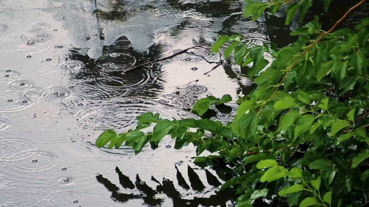 LIGHT RAIN in an African Village Rain Sounds for Sleep & Focus