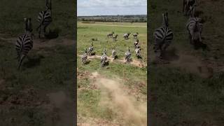 The Magnificent Beauty Of Masai Mara In Kenya