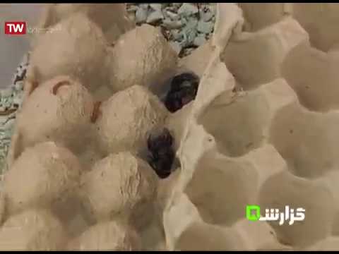 پرورش عقرب در منزل  مشهد قسمت اول