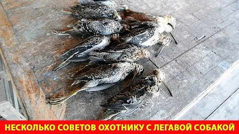 Несколько советов охотнику с легавой собакой по болотно-луговой дичи