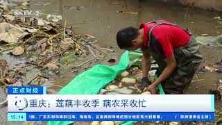 [正点财经]重庆：莲藕丰收季 藕农采收忙| 财经风云