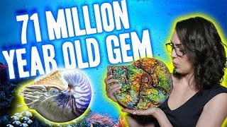 71 Million Year Old Gem (Ammonite)