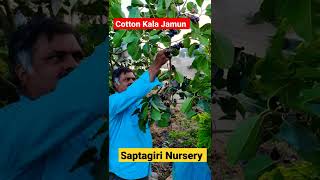 Cotton Jamun || Latest Jamun || Saptagiri Nursery