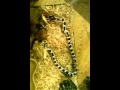 Competition Reptiles  king snake feeding