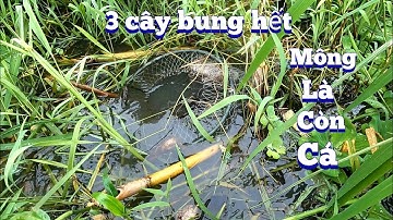 #1015. Thăm Luồn Lờ Không ĐỂ CHAI Trúng Mánh Cá Lóc.Don