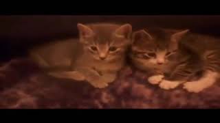 1 Boy 2 Kittens Luqa Magnotta 