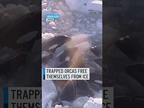 Pod of orcas FREE THEMSELVES after being trapped in drift ice off northern Japan