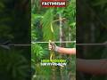 #primitiveskills #bamboodiy