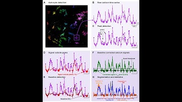 Astrocytic Functional Connectivity Network Reconstruction: Background (Part I/III)D