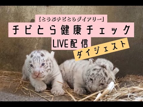 東武動物公園のとら ふわふわ白トラ赤ちゃん 東武動物公園で1月公開 まるで