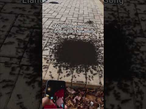 my ants reaction to liangelo ball's new song... #shorts