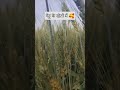 गेहूं के खेतों में 🥰 || #shorts #shortvideo #song #viral #trending #गेहूं #farming #agriculture