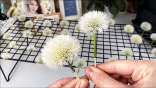 :   ?  HOW TO DRY FLUFFY DANDELIONS?