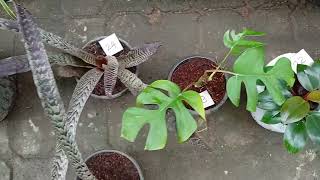 3 වන සල එක