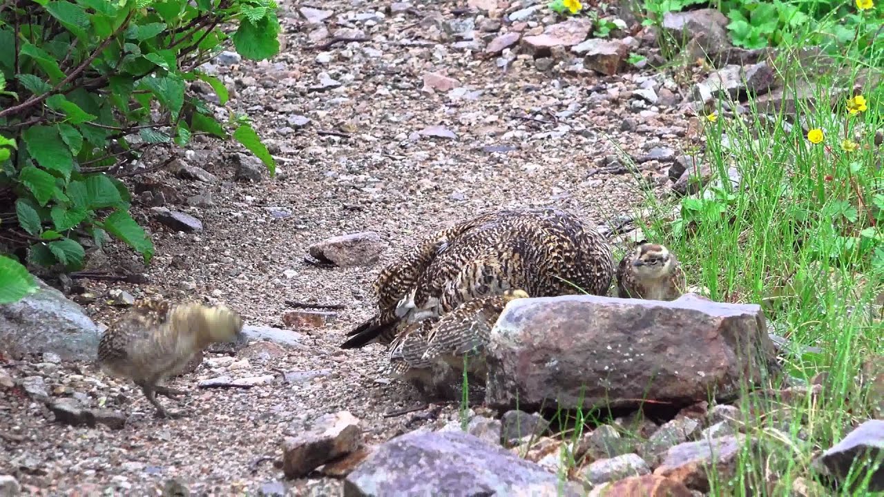 4k ママ雷鳥のお腹に入るヒナ達 Youtube
