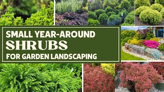 Small Evergreen Shrubs For Landscaping | 12 Foundational Plants | Low Maintenance Shrubs