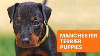 Where to Find Manchester Terrier Puppies for Sale