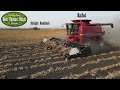 Pinto Bean Harvest in the Red River Valley