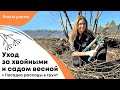 Уход за хвойными и садом весной | Посадка рассады в грунт, когда пора