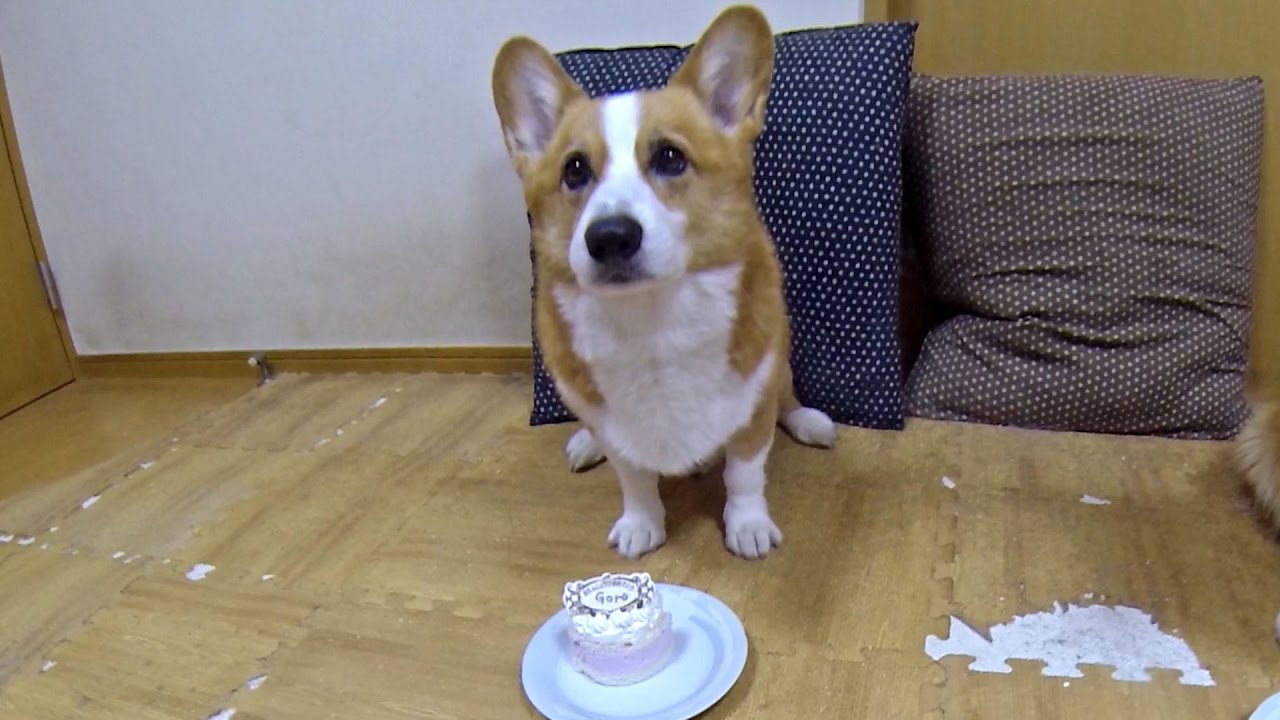 Image result for cake corgi