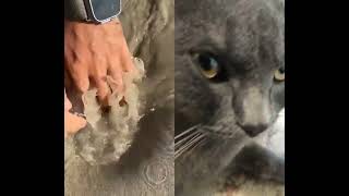 #yutube #cat #shorts #trend