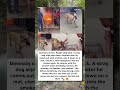 Doorway on fire. People step back. A stray dog slips past them...