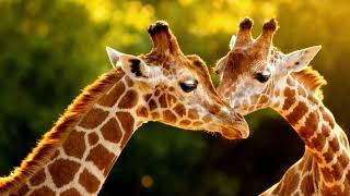 Little Giraffe screenshot 5