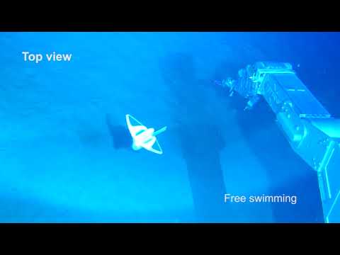 Free swimming of soft robot in deep sea at the depth of 3,224 m