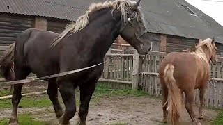 My Horse Meeting First Time 2023 ।  Vídeo do cavalo