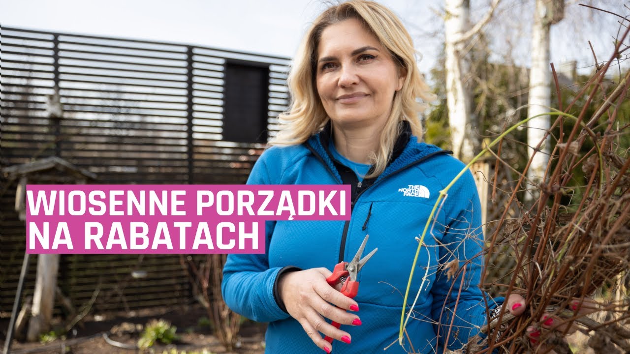 Porządki na rabatach. Przycinam róże i clematisy.