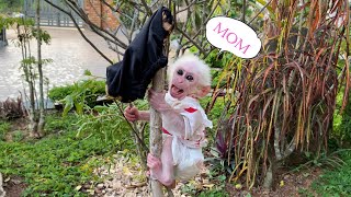 Super funny ! Monkey Luk hide from mom go out and lost pants